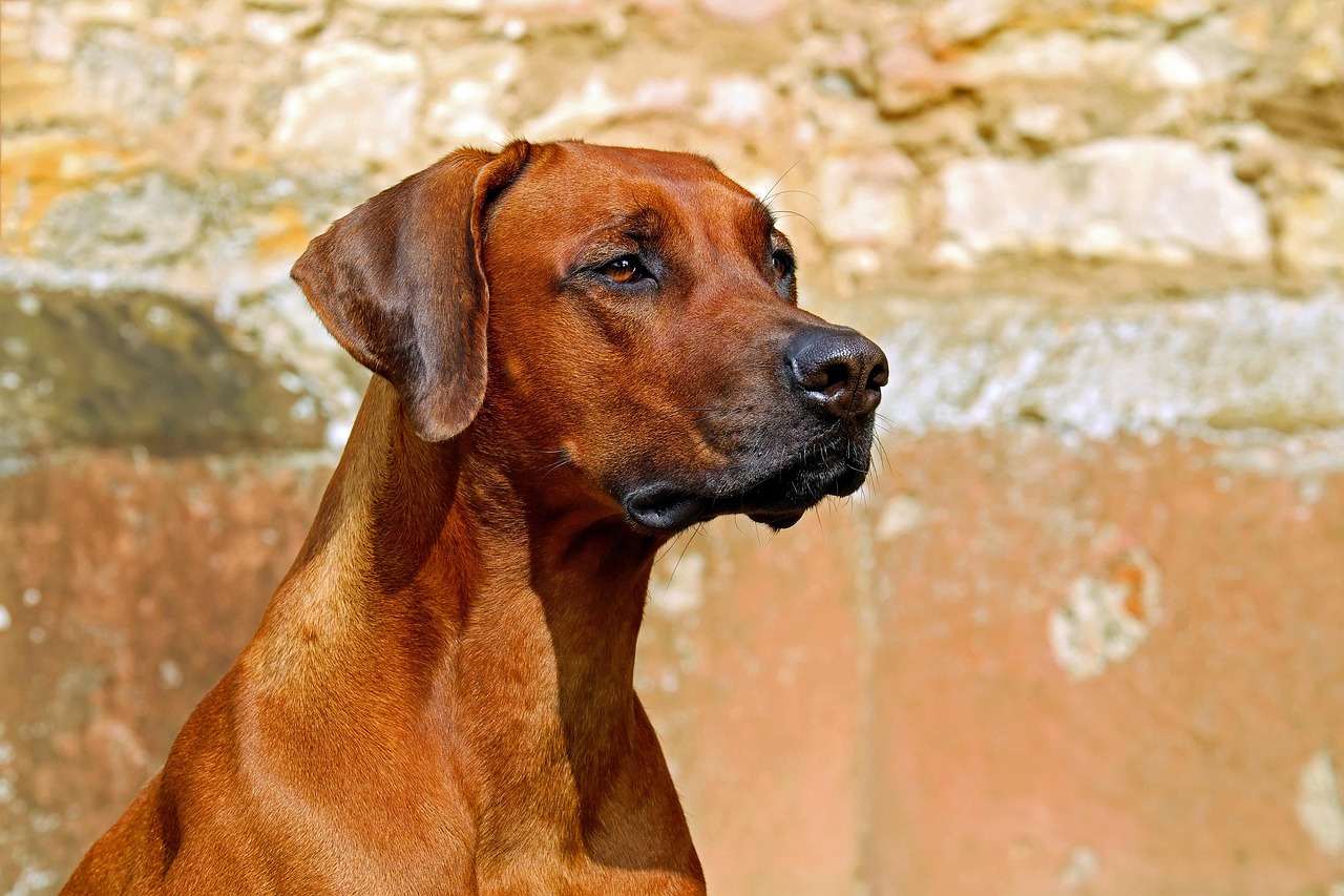 Before - A close-up frontal view of a dog.