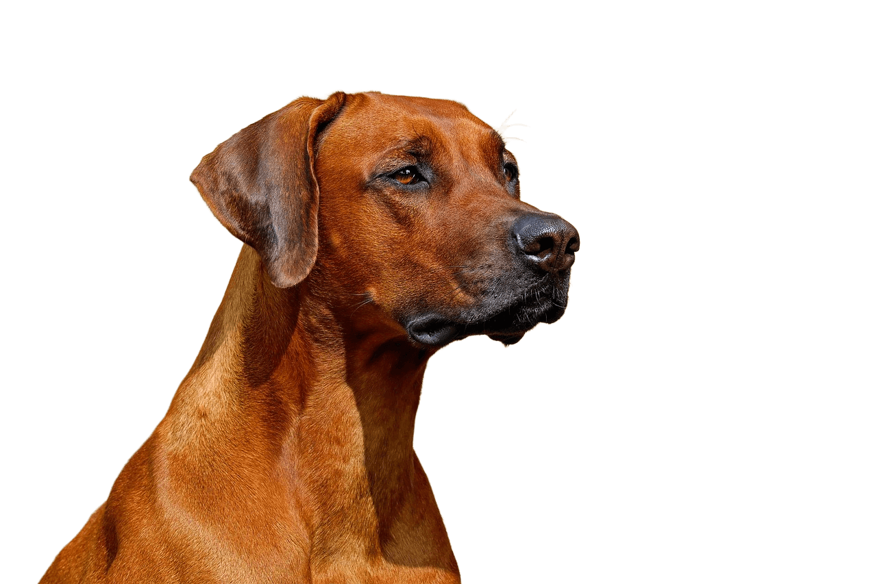 After - A close-up frontal view of a dog.